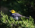 _6SB9797 golden-cheeked warbler